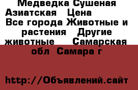Медведка Сушеная Азиатская › Цена ­ 1 400 - Все города Животные и растения » Другие животные   . Самарская обл.,Самара г.